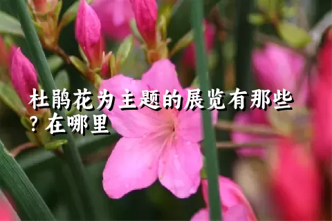 杜鹃花为主题的展览有那些？在哪里