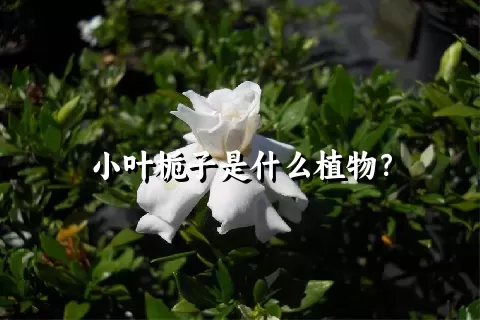 小叶栀子是什么植物？