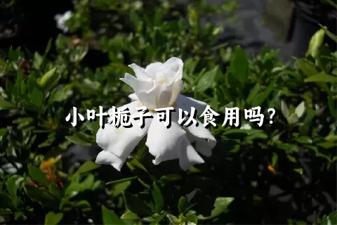 小叶栀子可以食用吗？