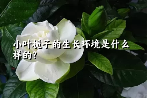 小叶栀子的生长环境是什么样的？