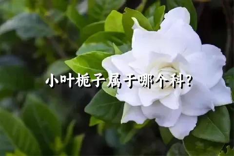 小叶栀子属于哪个科？