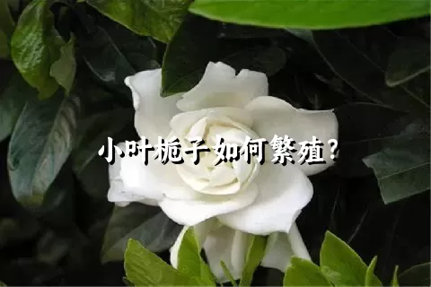 小叶栀子如何繁殖？