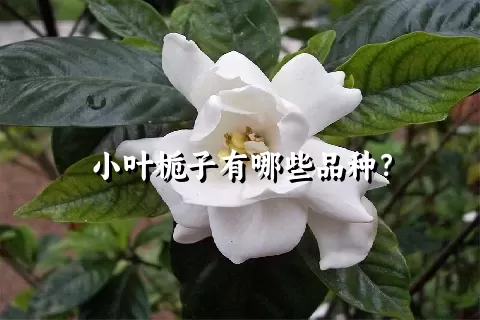 小叶栀子有哪些品种？