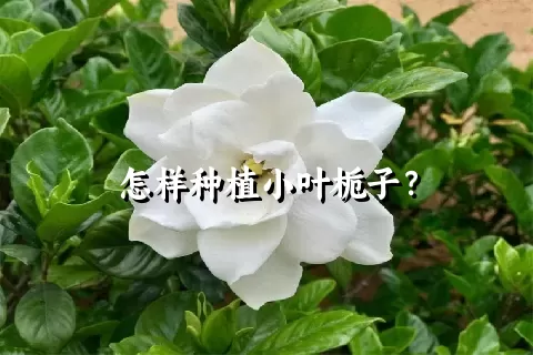 怎样种植小叶栀子？