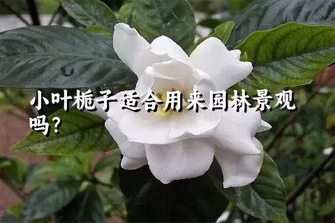 小叶栀子适合用来园林景观吗？