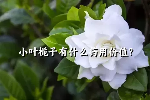 小叶栀子有什么药用价值？