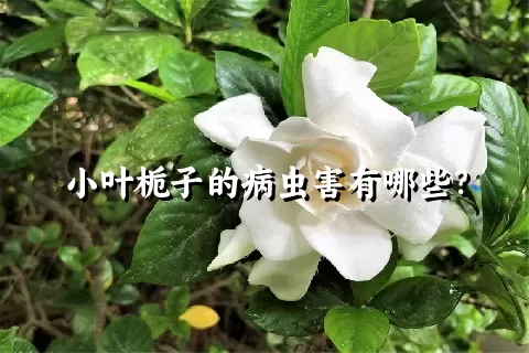 小叶栀子的病虫害有哪些？