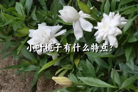 小叶栀子有什么特点？