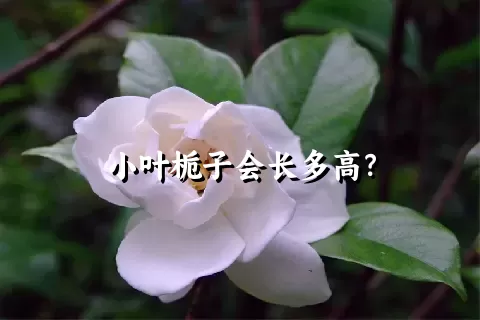 小叶栀子会长多高？