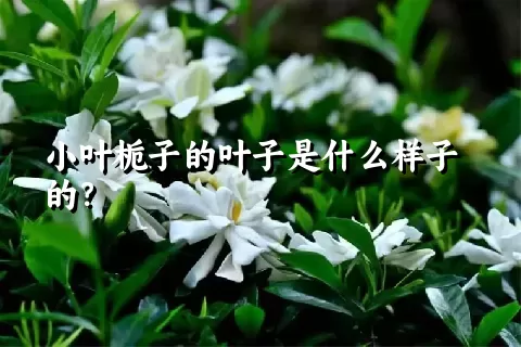 小叶栀子的叶子是什么样子的？