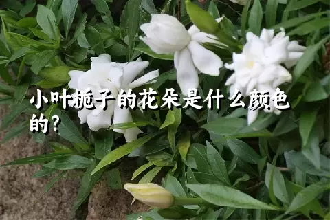 小叶栀子的花朵是什么颜色的？