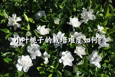 小叶栀子的栽培难度如何？