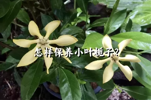 怎样保养小叶栀子？