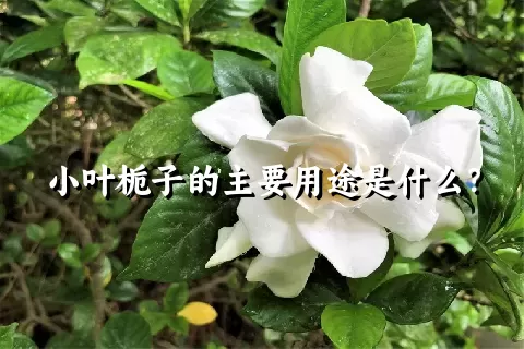 小叶栀子的主要用途是什么？