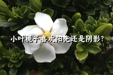 小叶栀子喜欢阳光还是阴影？