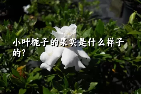 小叶栀子的果实是什么样子的？