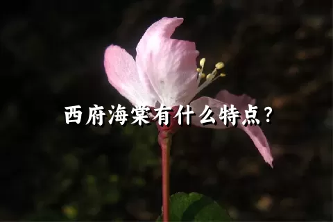 西府海棠有什么特点？