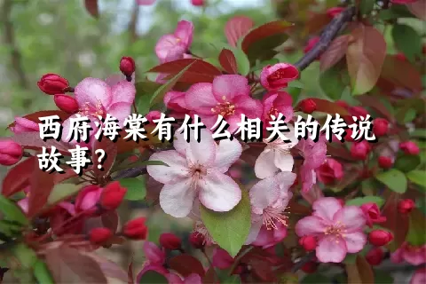 西府海棠有什么相关的传说故事？