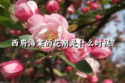 西府海棠的花期是什么时候？