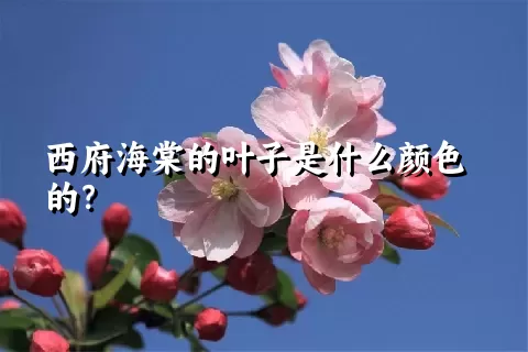 西府海棠的叶子是什么颜色的？