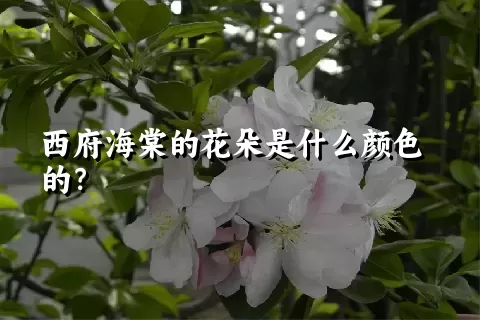 西府海棠的花朵是什么颜色的？