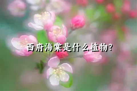 西府海棠是什么植物？