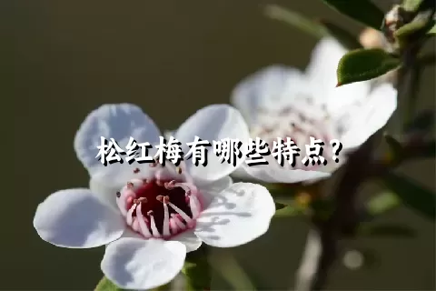 松红梅有哪些特点?