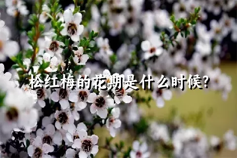 松红梅的花期是什么时候?