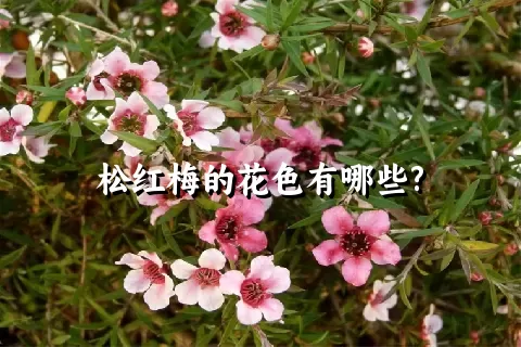 松红梅的花色有哪些?