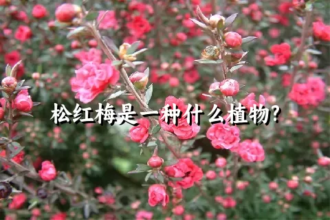 松红梅是一种什么植物?