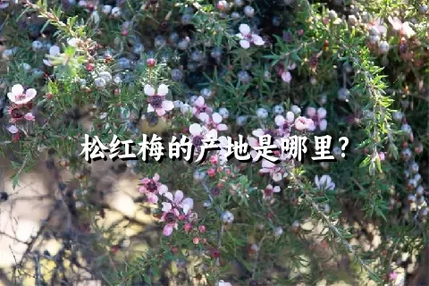 松红梅的产地是哪里?