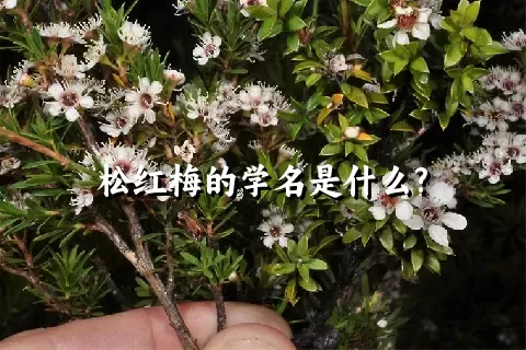 松红梅的学名是什么?