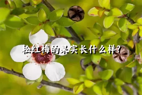 松红梅的果实长什么样?