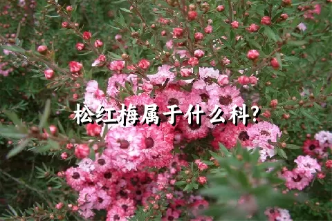 松红梅属于什么科?