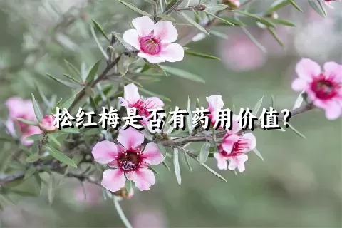 松红梅是否有药用价值?