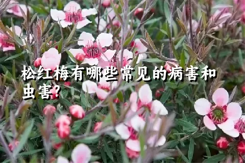 松红梅有哪些常见的病害和虫害?