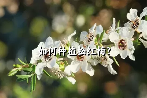 如何种植松红梅?