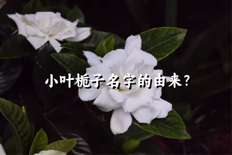 小叶栀子名字的由来？