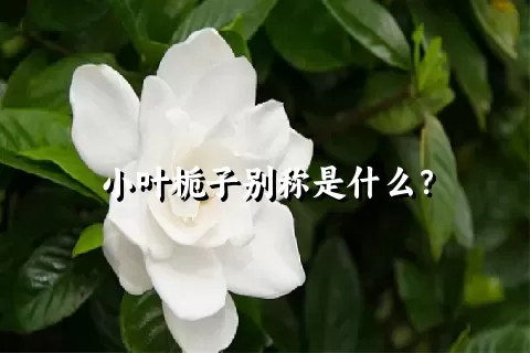 小叶栀子别称是什么？