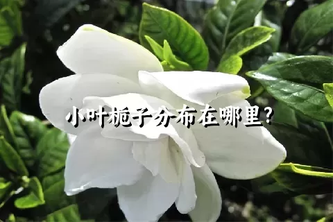 小叶栀子分布在哪里?