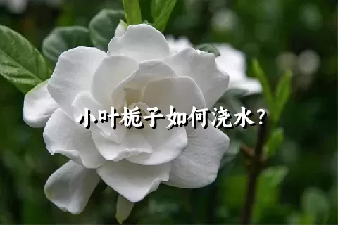 小叶栀子如何浇水？