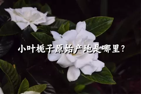 小叶栀子原始产地是哪里？