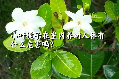 小叶栀子在室内养对人体有什么危害吗？