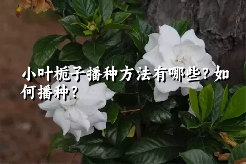 小叶栀子播种方法有哪些？如何播种？