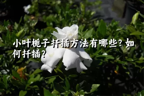 小叶栀子扦插方法有哪些？如何扦插？