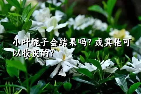 小叶栀子会结果吗？或其他可以收获的？