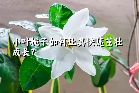 小叶栀子如何让其快速茁壮成长？