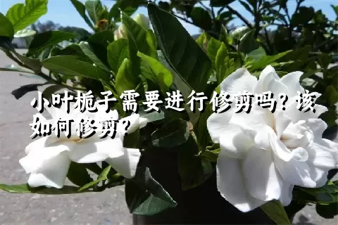 小叶栀子需要进行修剪吗？该如何修剪？