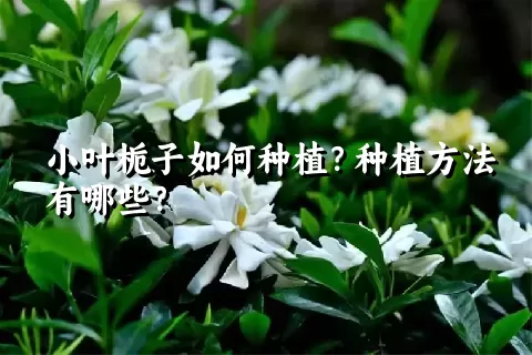 小叶栀子如何种植？种植方法有哪些？