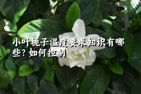 小叶栀子温度要求知识有哪些？如何控制